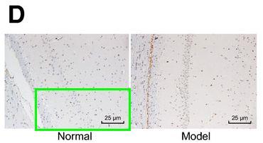 华北理工大学唐山人民医院,华北理工大学唐山医学院