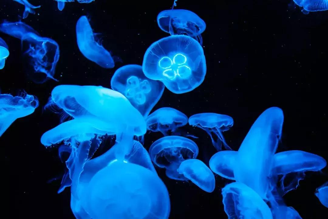 杭州1/10都不到的mini小国，性价比高到，去1趟=打卡好几个国家