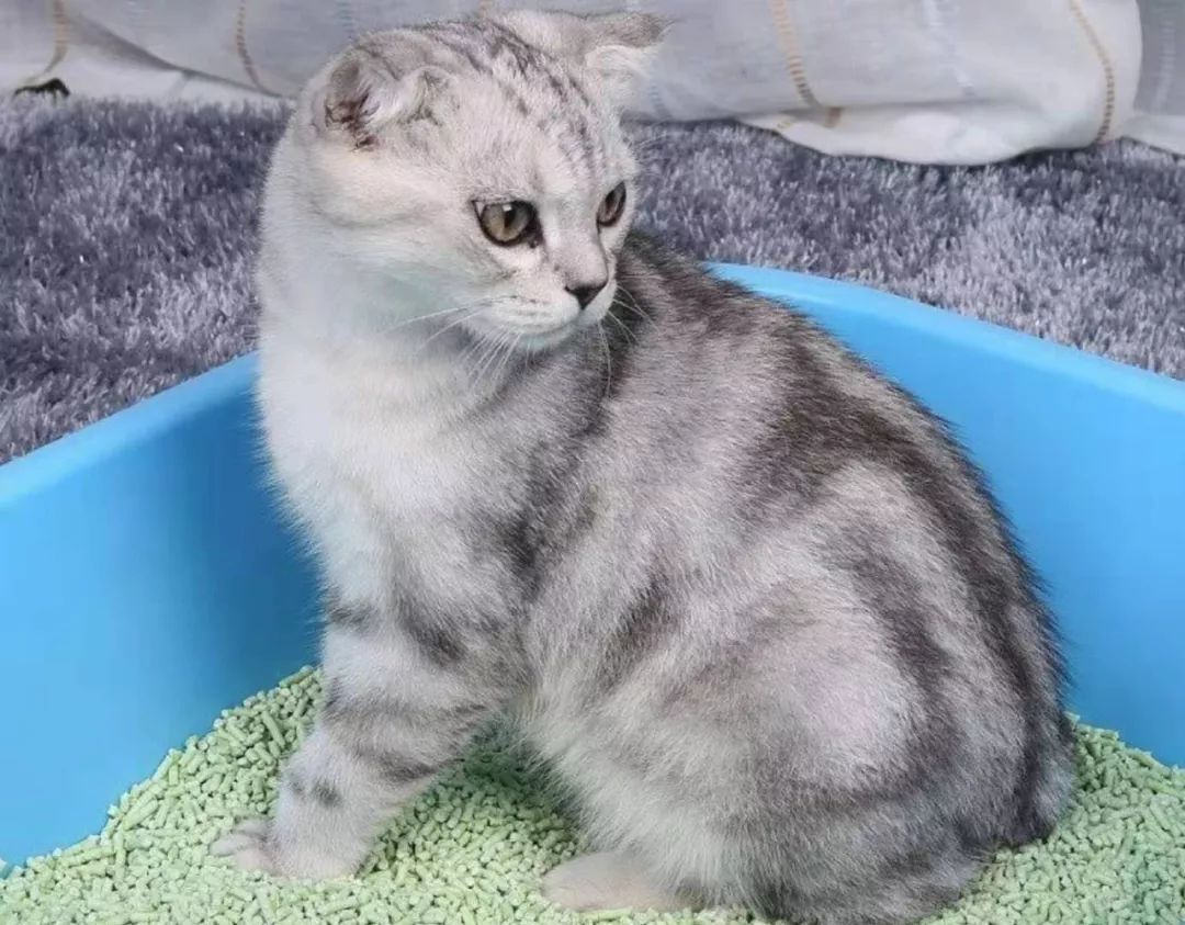 教猫咪上厕所大小便其实很简单,猫咪随地大小便什么意思