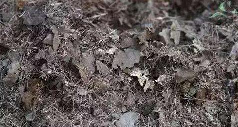 家中植物不开花用营养土可以吗,营养土哪种最好养