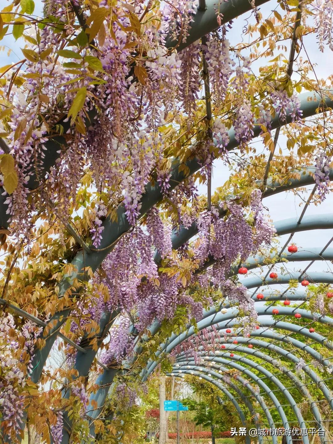 紫藤挂云木花蔓宜阳春下一句,紫藤挂云木花蔓宜阳春整首诗