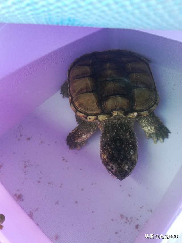 新入缸的龟趴缸怎么办,新龟入缸的操作