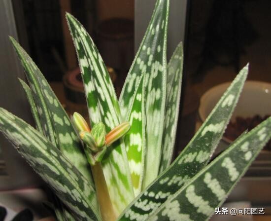 不起眼的芦荟，价值非常高，夏天止痒必备，有“它”不用怕蚊子