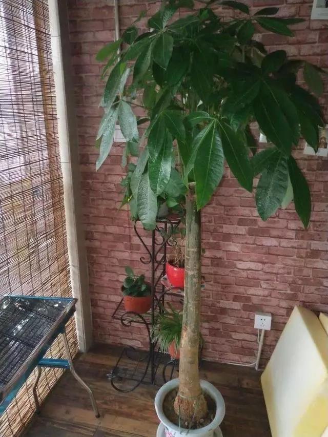 发财树一年不长叶子怎么办,发财树长新芽很小需要注意什么