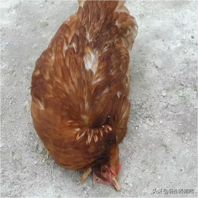 鸡瘫痪站不起来用什么药治疗,鸡拉稀站立不稳怎么治