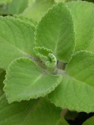 青草药膏是怎么制作的,古法青草药膏怎么制作