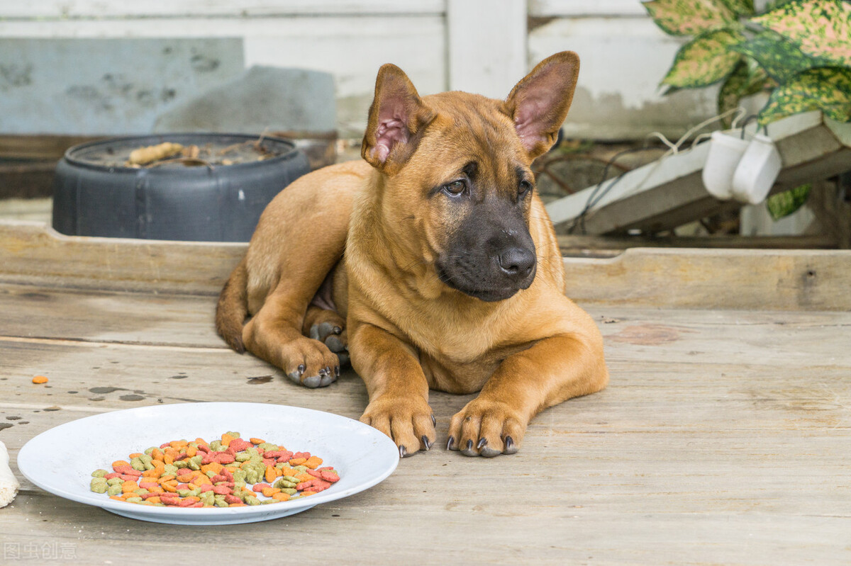 狗粮排名前十品牌哪种狗粮比较好,狗粮什么牌子好怎么挑选
