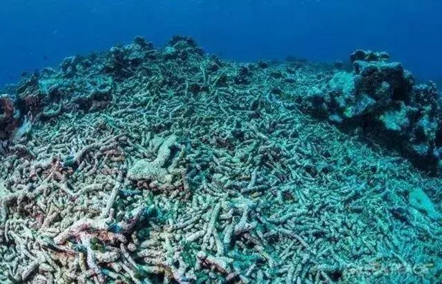 人类面临的生态困境包括哪,生态农业的可能性以及前景