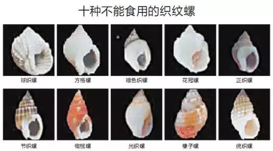 福寿螺冒充田螺流入市场,用福寿螺冒充田螺半成品