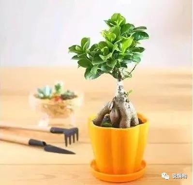榕树也叫摇钱树，给人带来好运和财富！榕树怎么养？
