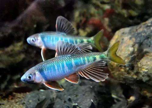 啥鱼不用加热棒也能养,用加热棒最好养的十款热带鱼