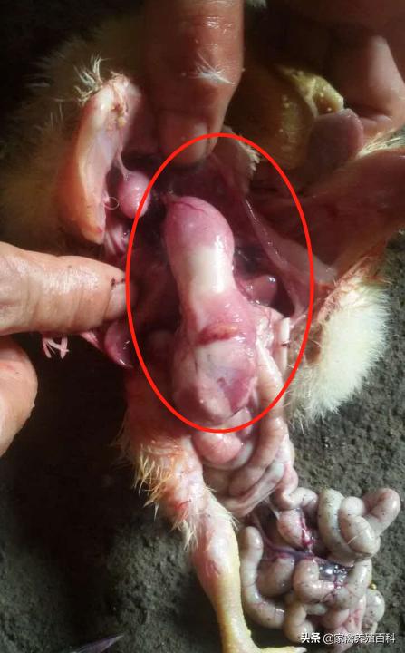 鸡“吐水”是什么原因？有没有可行的解决办法？