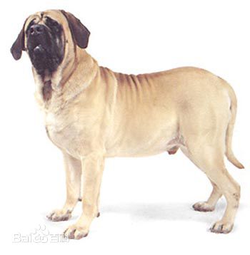 性格温顺的大型犬品种,宠物狗大型犬都有哪些品种