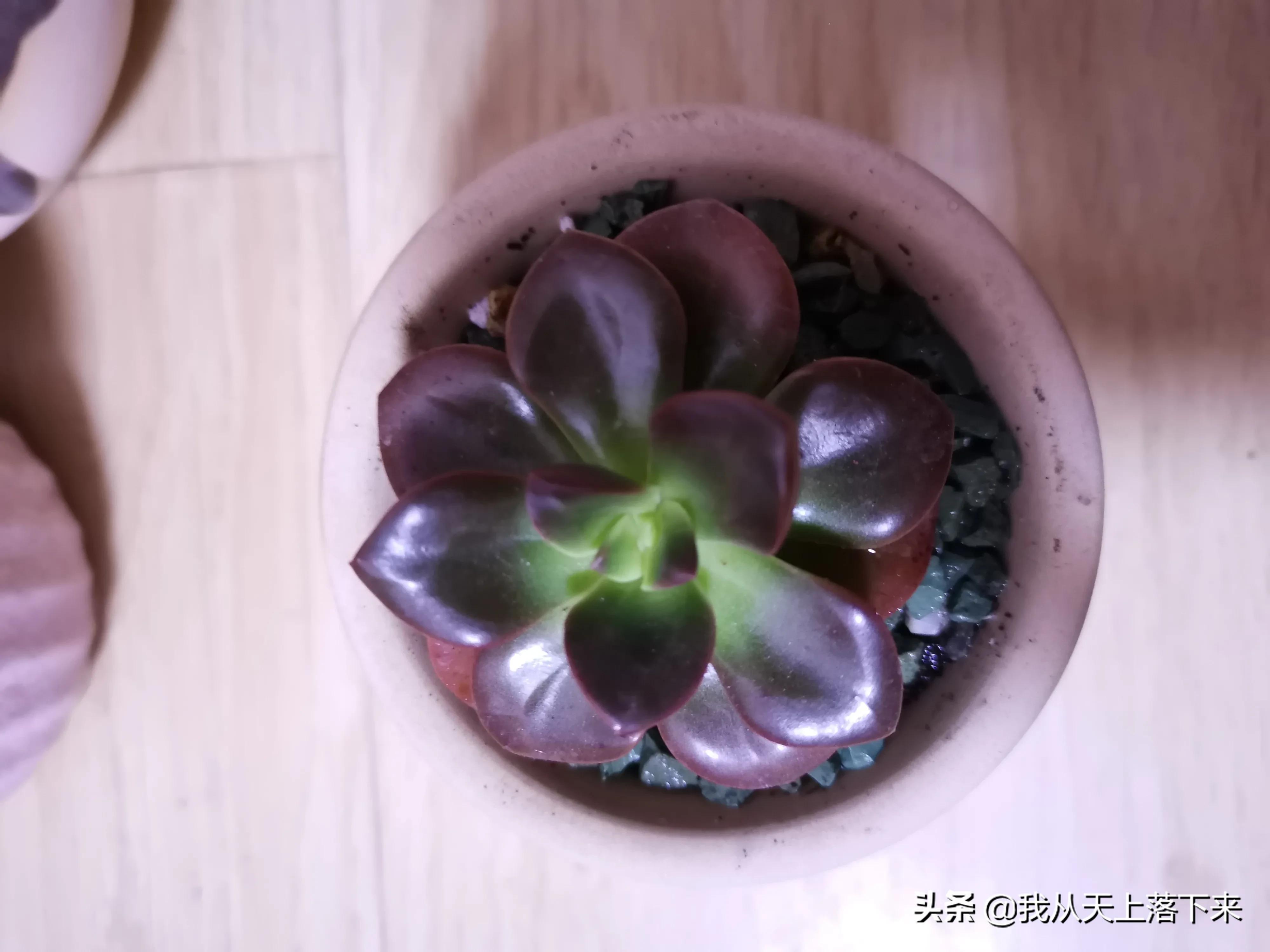 89种常见多肉植物品种图，实物拍摄，还不认识的小伙伴赶紧收藏好