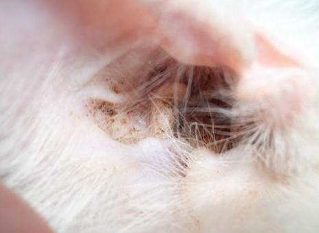 比熊犬总有泪痕怎么办,比熊犬最近眼屎多是怎么回事