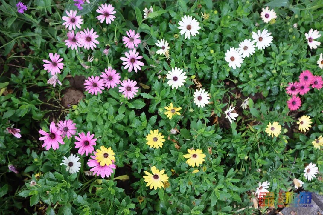 北京免费的花海公园,北京免费花海景区