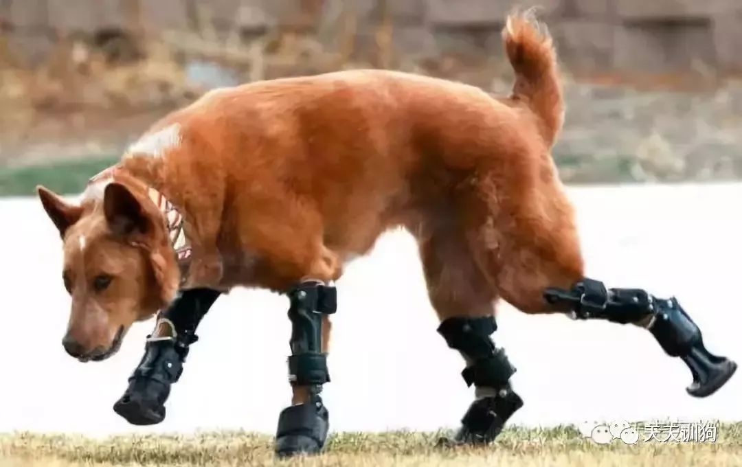 天气冷怎么照顾狗狗,天气冷应该给狗狗注意什么呢