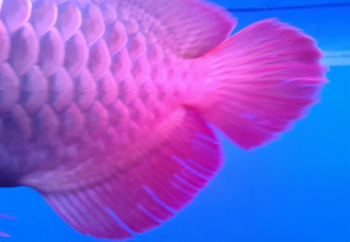 龙鱼常见疾病及治疗方法,龙鱼疾病找哪里救治