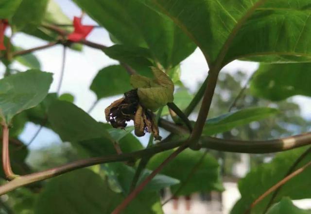 百香果农业技术推广,农业种植百香果苗