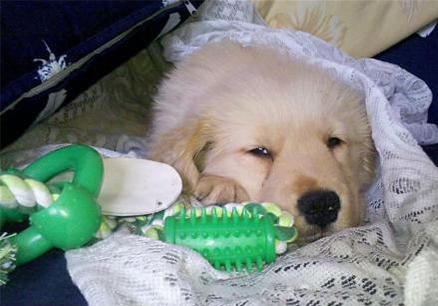 山羊奶真的假的,权威讲解山羊奶和绵羊奶区别