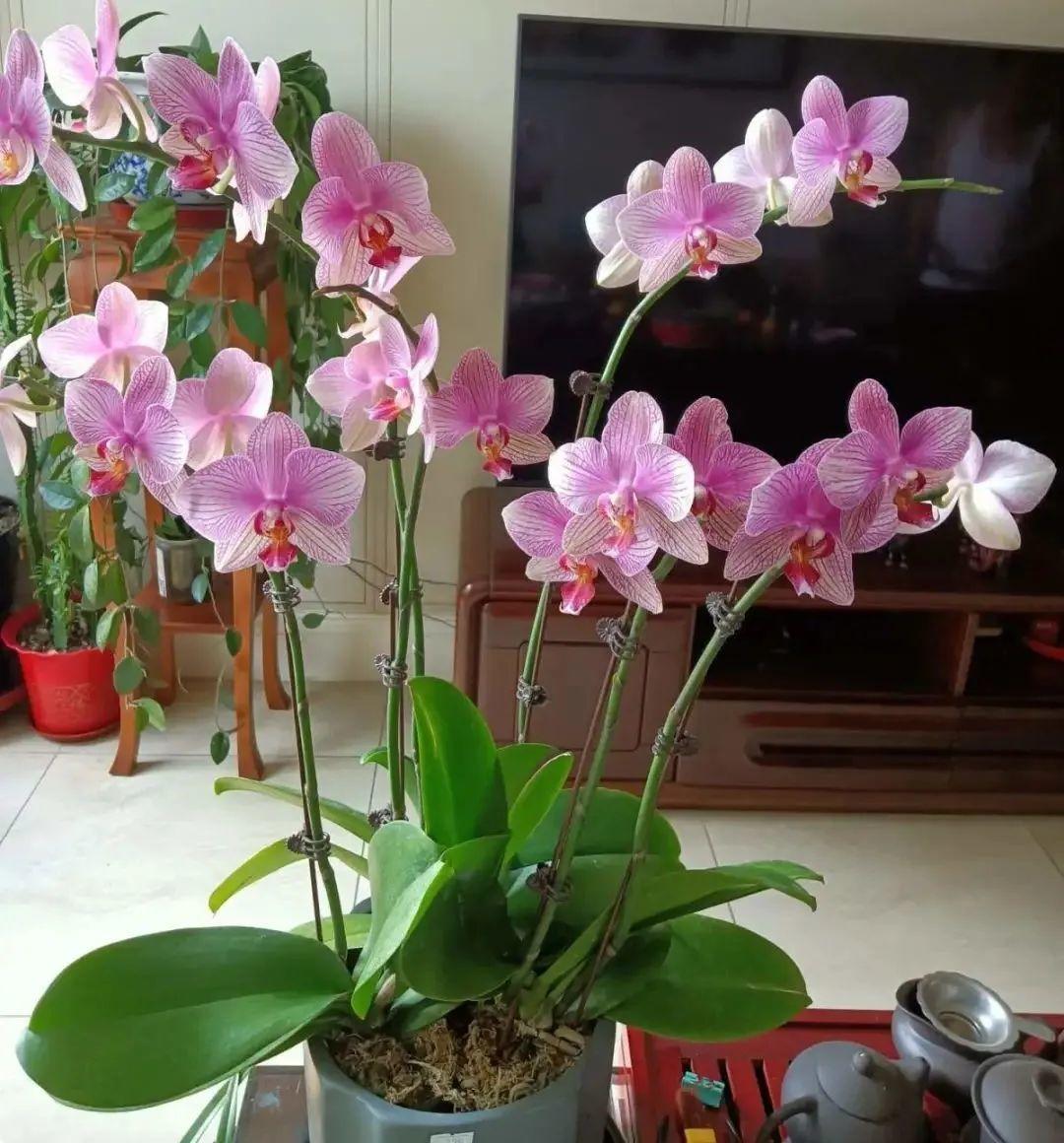 富贵大气的十种花,马上要开花的富贵花