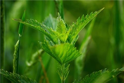 头皮上抠出白皮是头皮屑吗,头皮屑白泥是什么