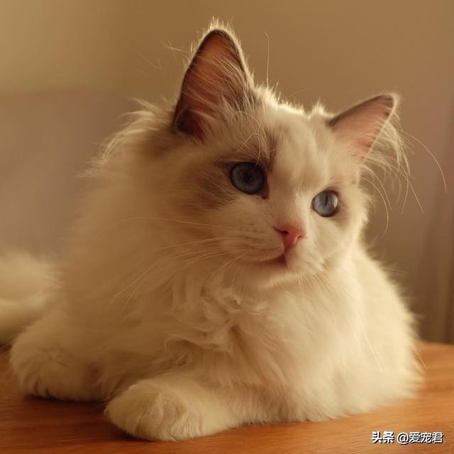 比较忙没有时间陪猫咪,经常上班没空陪猫咪可以吗