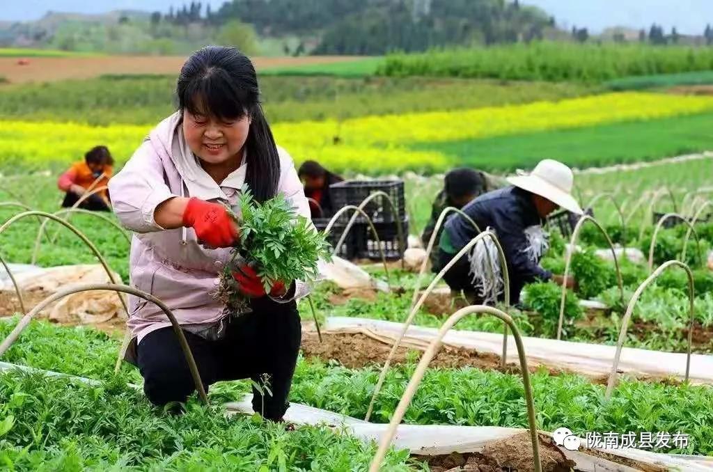 红川镇:在田间地头检验学习成效