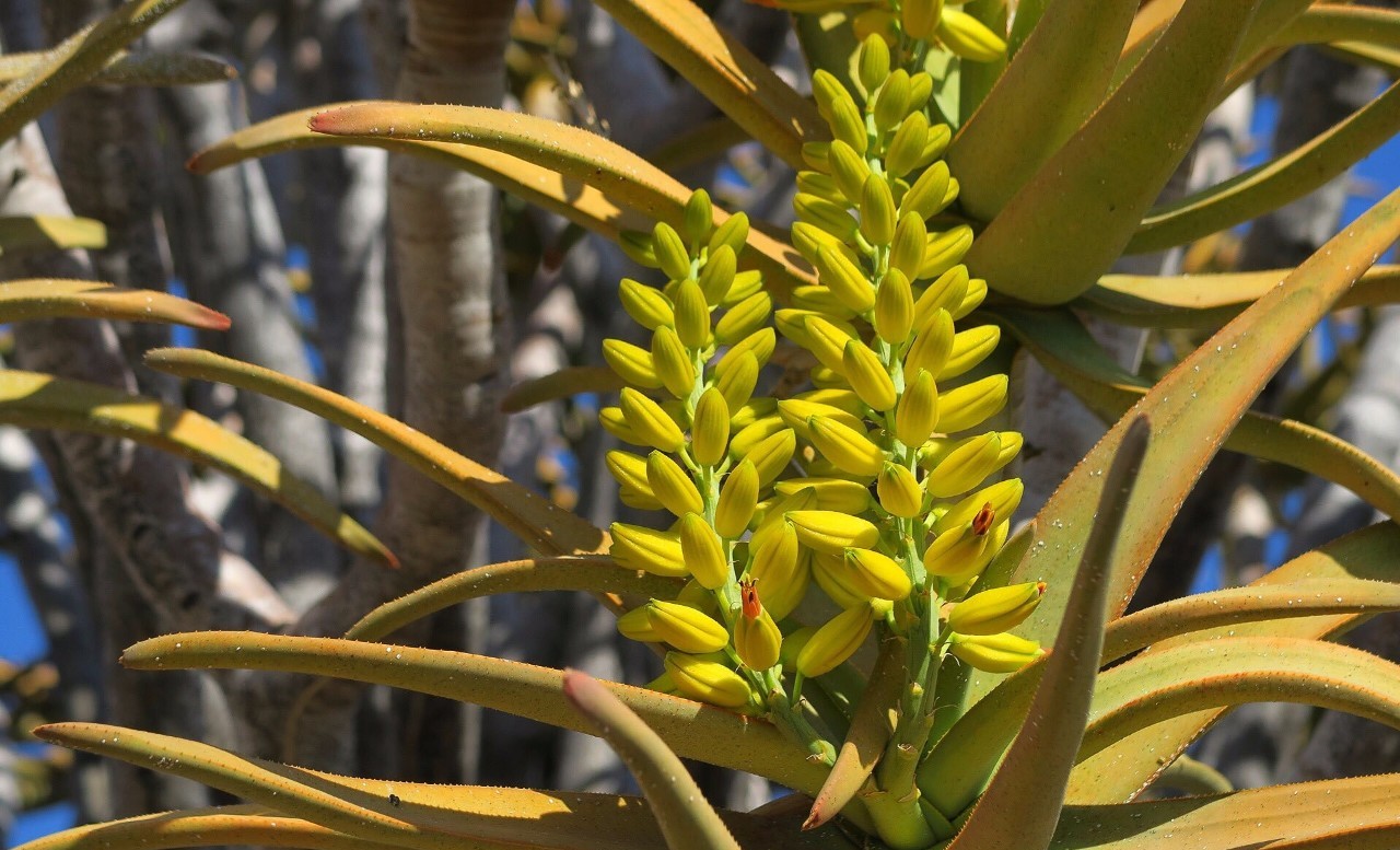 哪一种芦荟长得最矮又好养,最好养的芦荟排名