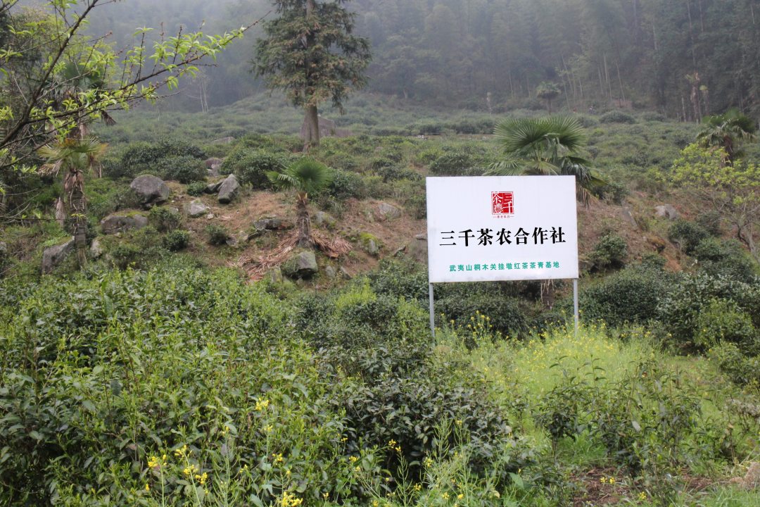 国内最大的茶叶批发市场在哪里,国内最大的茶叶批发市场