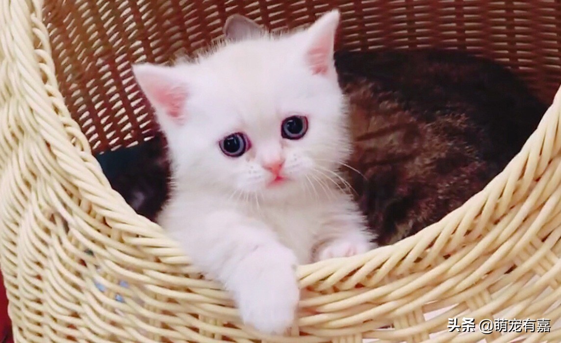 流浪断奶奶猫注意事项,流浪猫遗弃奶猫怎么办