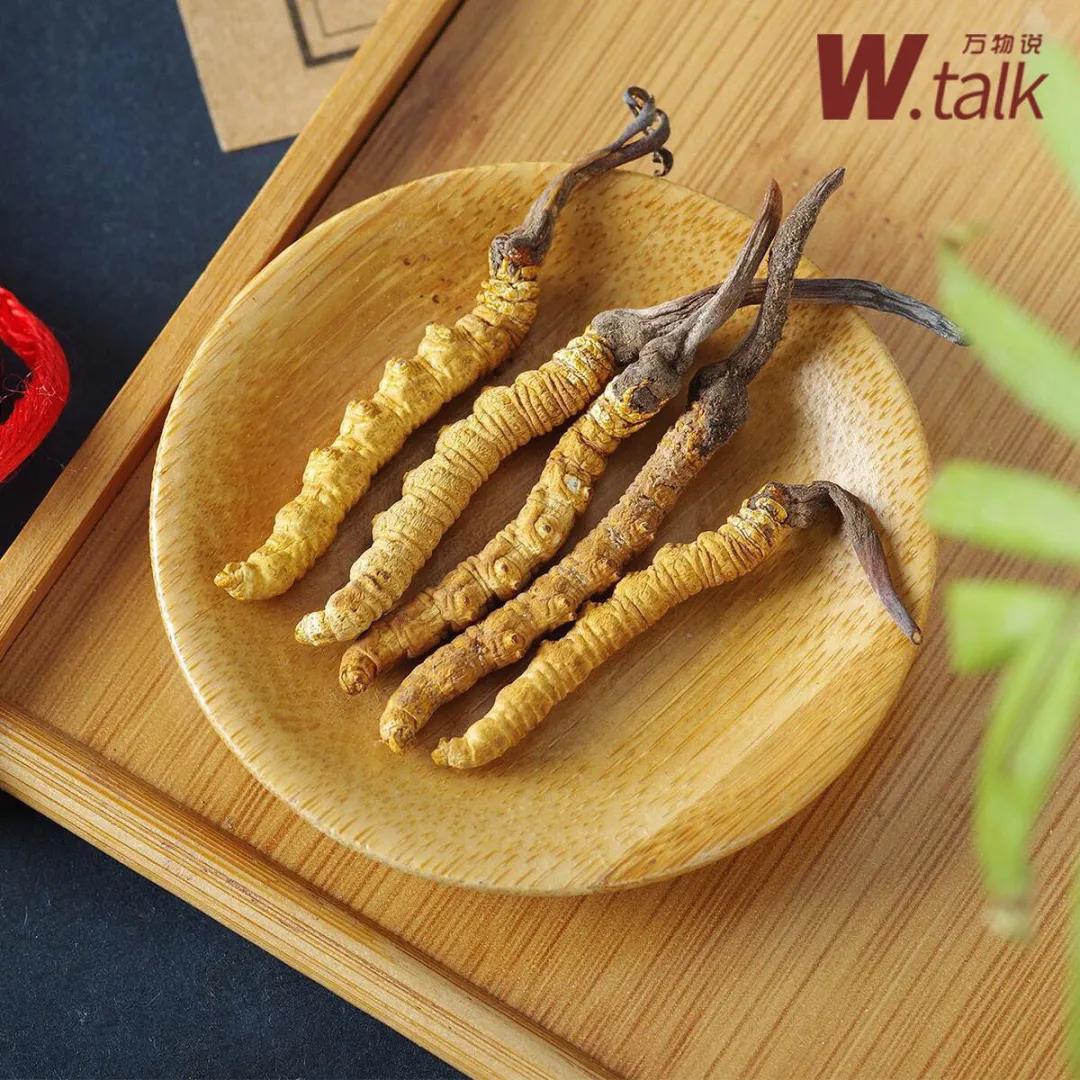虫草是怎么变成虫子的,虫草实际上是一种什么药