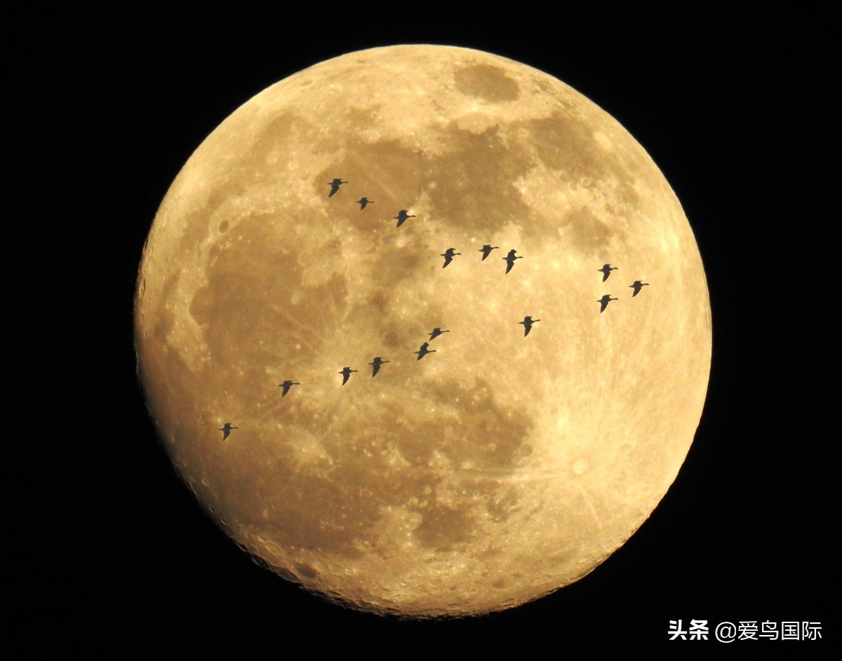 2020观鸟大年,观鸟大年完整版