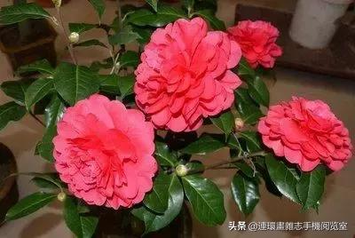 各种花的花语文案,花的花语100种