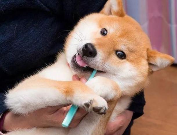 什么狗颜值又高又好养,什么狗最好养又听话高颜值