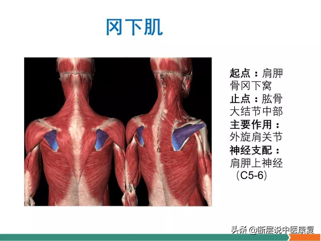 肩部肌肉解剖图详细图,肩部的16块肌肉分布图