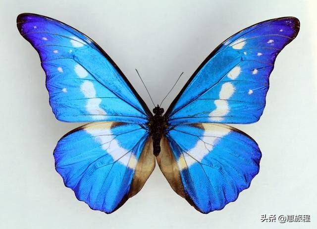 只要19.9元！3000+昆虫萌宠来袭！首届昆虫萌宠主题沉浸展空降武汉