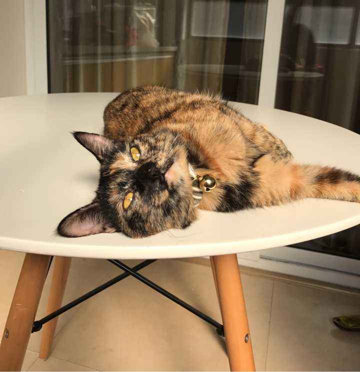 中华田园猫古代名称图鉴,古代人怎么挑选猫