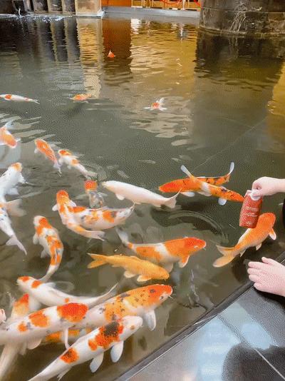 新加坡十大必住酒店,在新加坡住酒店多少钱