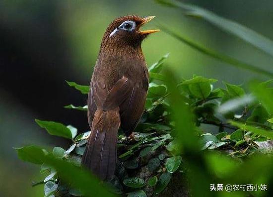 养画眉封笼好还是亮笼好,养画眉日常需要罩笼吗