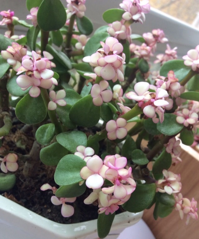 金枝玉叶的叶子一直干怎么回事,金枝玉叶叶子一碰就掉什么原因