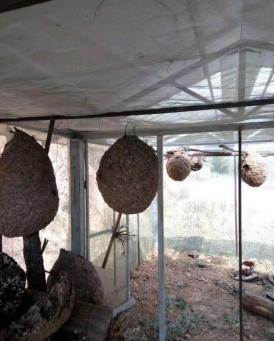 罗源县胡蜂,福州罗源胡蜂养殖基地