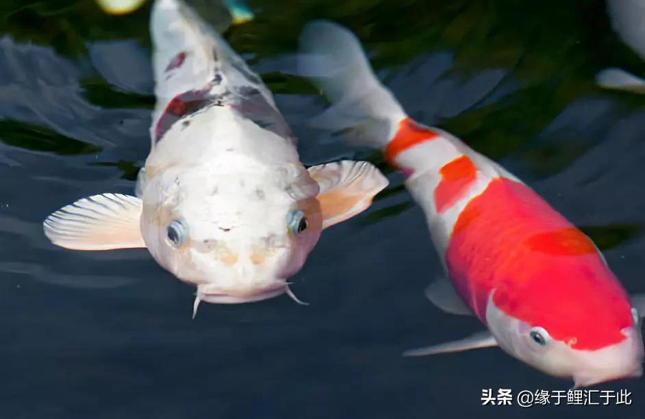 锦鲤下崽后如何饲养好,鱼池饲养锦鲤该怎么养