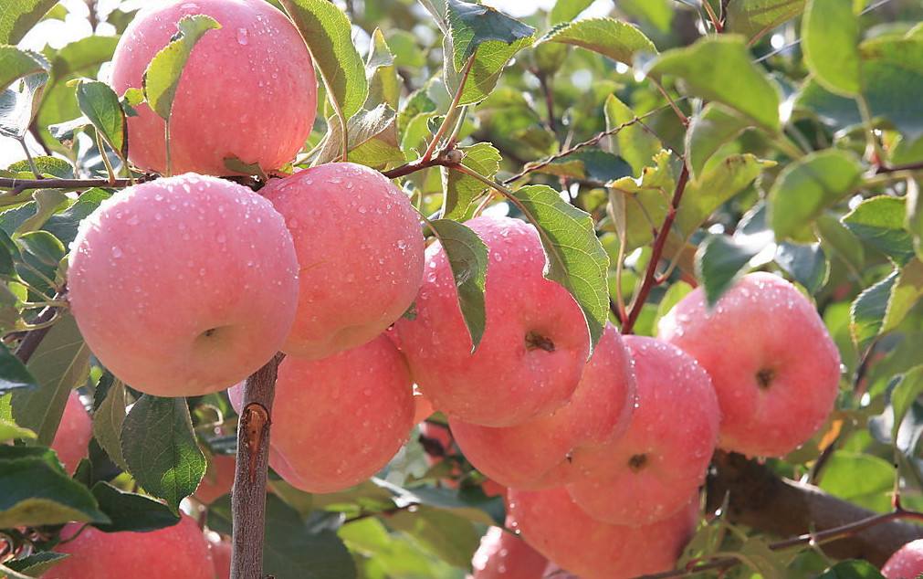 怀孕期吃四种水果宝宝更聪明,怀孕水果吃多了宝宝会不会更好