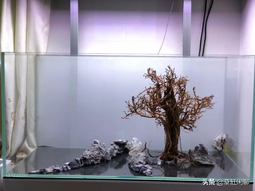 草缸造景新手入门,造景为什么一定要沉木或者杜鹃根