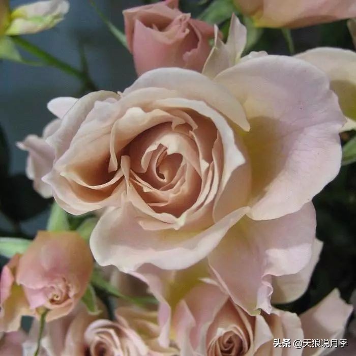 复古色月季什么品种的花好看,值得入手的复古色月季