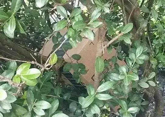 中国给外国寄快递一般需要多久,中国有多好