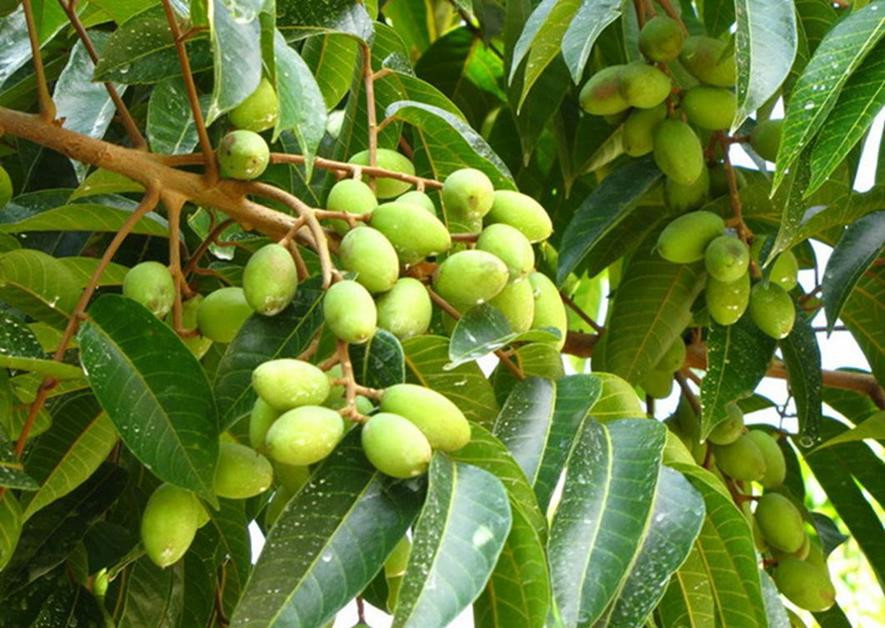 百种味道的果子,四季百种果子图片