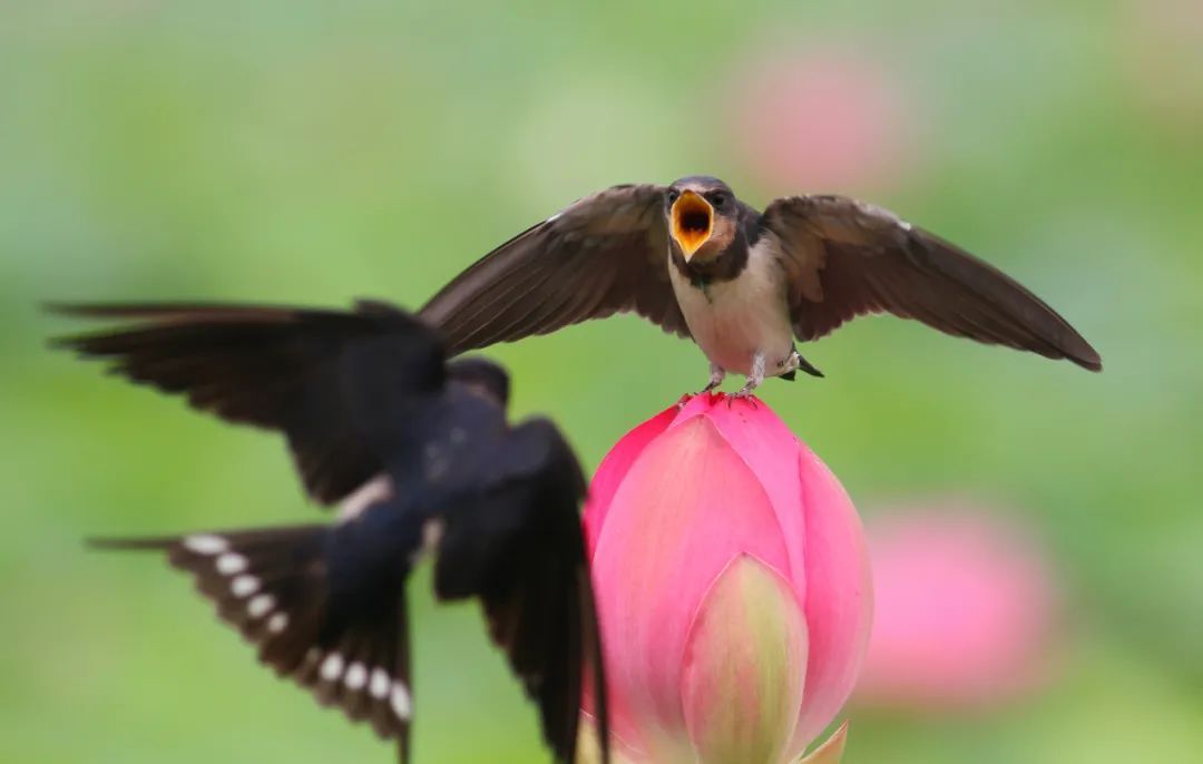 野生动物之奇幻旅游,与野生动物近距离接触的惊险之旅