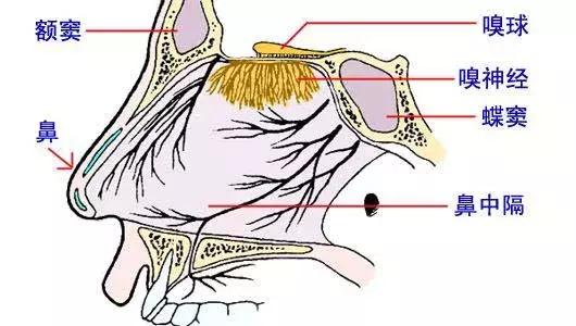 鼻子鼻音很重通气但是闻不到味道,鼻子闻不到味道是嗅觉神经问题
